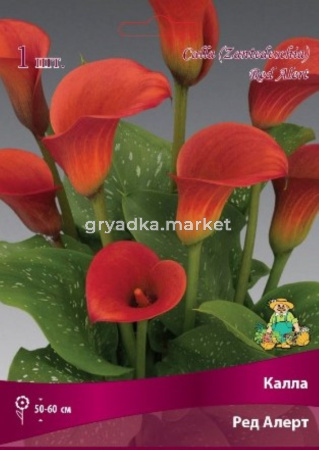 Калла Ред Алерт 1шт 14-16