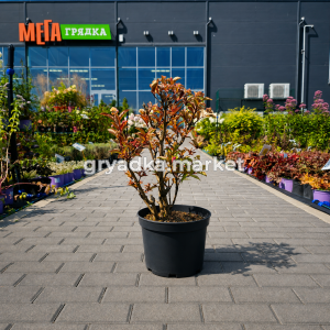 Гортензия метельчатая Эрли Гарри C7,5 Н60-80 (Szmit)