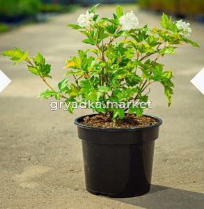 Скриншот 12-05-2025 143215