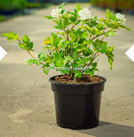 Скриншот 12-05-2025 143215