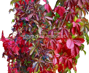 Скриншот 31-03-2025 131929-Photoroom (1)