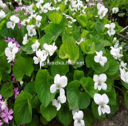 Фиалка мотыльковая Albiflora, С3