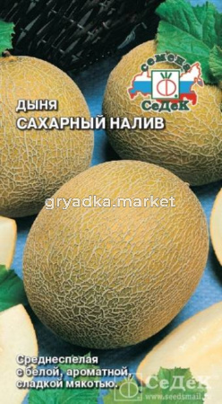 Дыня Сахарный налив 0,5г.-срспел- (Седек)