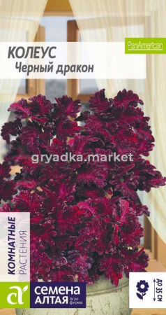 Колеус Черный Дракон-Сем Алт-цп 10 шт. 
