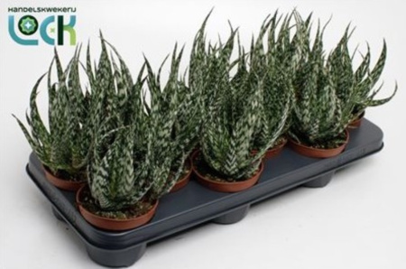 Алоэ Жако 10,5см Алоэ Жако 10,5см