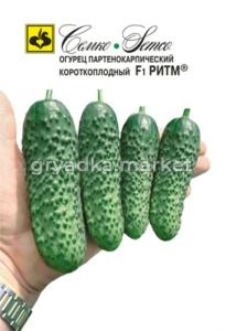 Огурец Ритм F1,Парт,холод,не перераст, Семко