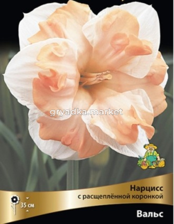 Нарцисс с Расщеплённой коронкой Вальс 3шт ( белый с нежно-розовой коронкой, 12-14, h35см)