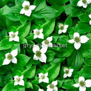 Дерен канадский C5 20-30 1