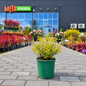 Спирея японская Дженпей (Широбана) С3 (Н)