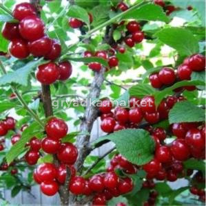 Вишня войлочная Алиса (Питомник ВН)