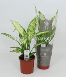 Диффенбахия Везувий С17 Н65