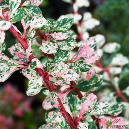 Барбарис Тунберга (Berberis thunbergii Natasza  PBR ®) Н20-30 c 2 TERRACOTA