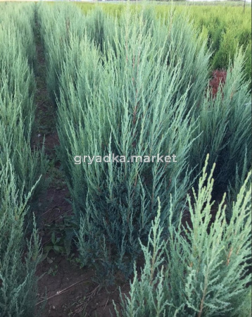 Скриншот 09-11-2023 102100