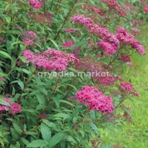 Спирея японская Антони Ватерер С3см