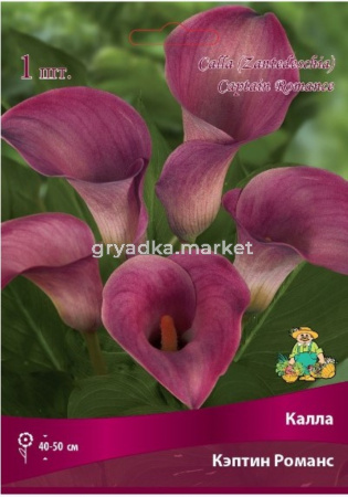 Калла Кэптин Романс 1шт 14-16