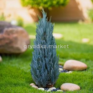 Можжевельник скальный Блю Эрроу C3 1