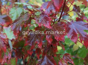 Клен остролистный (Acer platanoides Rubrum) C10 Pa Н120 - 140