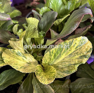 Скриншот 21-11-2023 102247