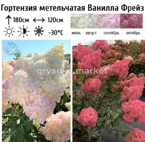 Гортензия метельчатая Ванилла Фрейз Шт-60-70 С5 ГлХ