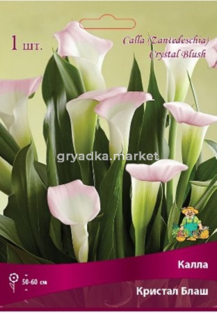 Калла Кристал Блаш 1шт 14-16