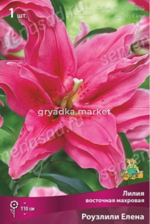 Лилия восточная Роузлили Елена 1шт (махровые цветы, темно-розовые и сиреневато-красные)