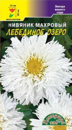 Нивяник Лебединое озеро ,МАХР. Цвет.Сад Нивяник Лебединое озеро ,МАХР. Цвет.Сад