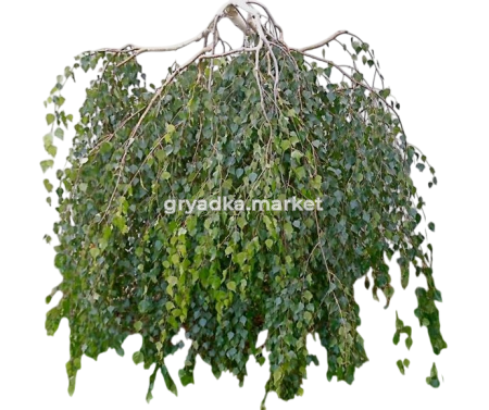 Скриншот 31-03-2025 141056-Photoroom