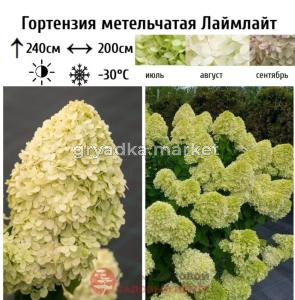 Гортензия метельчатая Лаймлайт  С5-7,5 СП-23 (зеленый, белый, розовый)