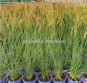 Молиния голубая 