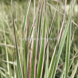 Скриншот 22-05-2025 083949