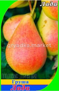 Груша Лада (V8) (ПДИ) (Питомник Плодовый Дом)