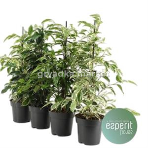 Фикус Бе Роял Микс 3-4ств 12см