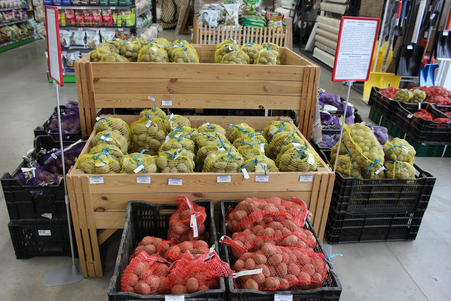 Подготовка картофеля к посадке весной: просто и результативно