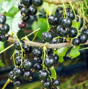 Смородина черная Нара с3