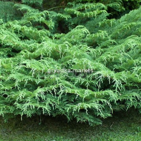 Микробиота Декуссата С3 C 3 20-30 1