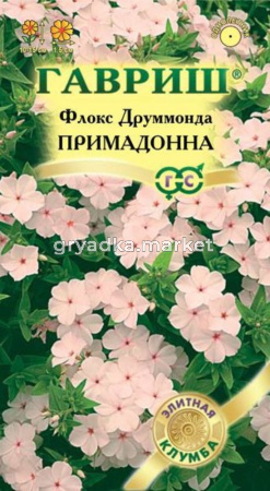 Флокс Примадонна друммонди 8шт Элит. Гавриш