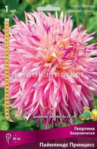 Георгина Пайнлендс Принцесс 1 шт.