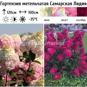 Гортензия метельчатая Самарская Лидия С5 СП (яркая красная окраска)