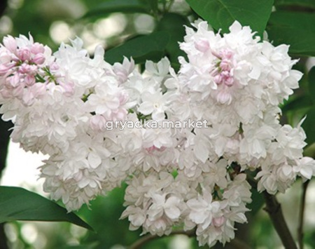 Сирень обыкновенная Красавица Москвы (С3)