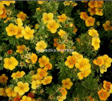 Лапчатка Танго Манго С2-С3 20-40см