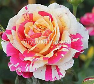 Скриншот 14-04-2026 143105