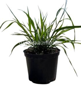 Молиния тростниковая Karl Foerster, С3 (Питомник Малахит)