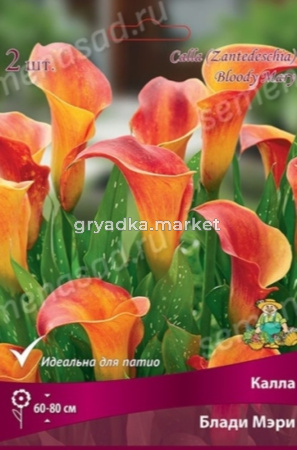 Калла Блади Мэри 2шт (красный с желтой сердцевиной) 