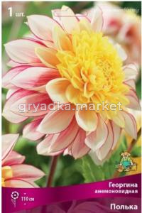 Георгина анемоновидная Полька