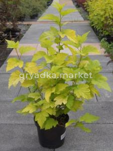 Пузыреплодник калинолистный Лютеус (Luteus) с3