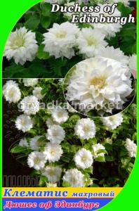 Скриншот 02-05-2024 144857