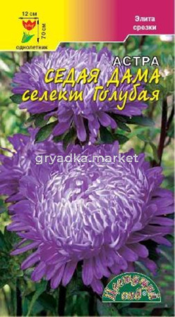 Астра СЕДАЯ ДАМА селект ГОЛУБАЯ Цвет.сад.