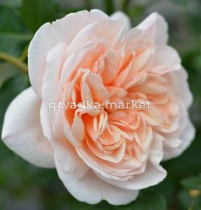 Скриншот 10-06-2026 161831