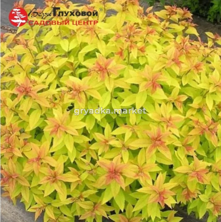 Спирея японская Мерло Голд С3 СП-23 (желтый, осенью оранжевый оттенок)