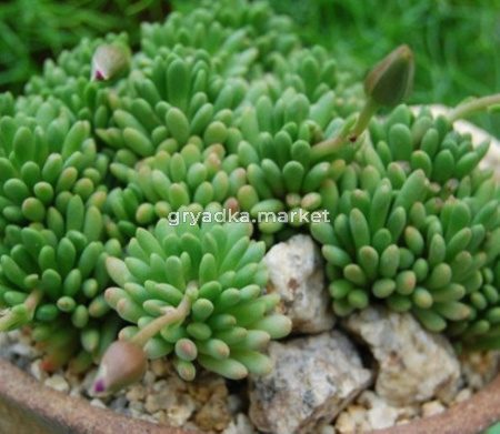 Анакампсерос Марлота D8,15 H14